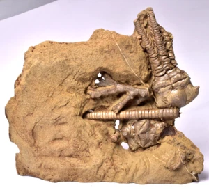 CRINOID FOSSIL, JIMBACRINUS BOSTOCKI, AUSTRALIA, CR46 - Bild 1 von 12