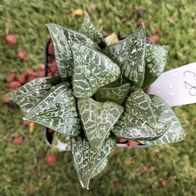 haworthia #20, Large 9cm roughly Succulent  - Image 1 of 2