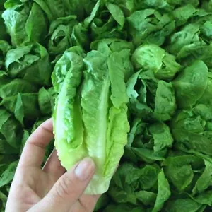 LETTUCE Little Gem (Mini Cos) 250 seeds HEIRLOOM vegetable garden SPRING AUTUMN - Picture 1 of 4