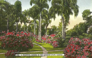Postcard Linen Hybiscus and Palms FL c.1930-1945 - Picture 1 of 2