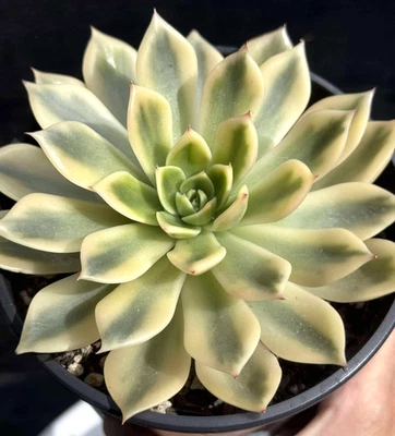 Suculentas importadas planta viva rara suculenta decoración del hogar planta Echeveria Jubilee Foto 1 de 3