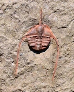 Fossil Trilobite, Ampyx cf. priscus, from Morocco #1 - Picture 1 of 3