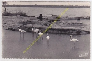 RPPC cpsm Africa Guinea Pink Flamingos to The Creek Tokoto Edit ca1954 - Picture 1 of 2