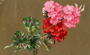 c1910 Postcard Pink - Red Flowers - Picture 1 of 3