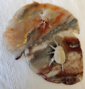 Vintage Hand Carved Agate Leaf with Insects Bugs Asian Art - Rare Find - Picture 1 of 8