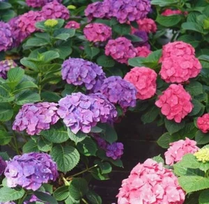 Hydrangea Grumpy Wee Bigleaf Bit Handsome Appeal Purple Garden Live Plant 4" Pot - Picture 1 of 3