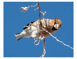 "Hawfinch - 8x10 impresión fotográfica en 8,5"" x 11" - Imagen 1 de 1