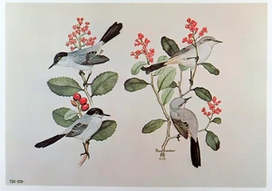 Rex Brasher Bird Print, Black-Tailed Gnatcatcher on Sour Berry bush, 16x12 in. - Picture 1 of 3