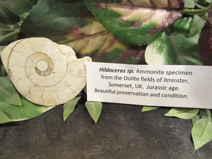 Polished Ammonite from the Oolite fields of Iiminster, Somerst, UK - Picture 1 of 7