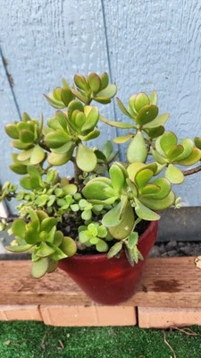 MixJades Crassula Ovata,portulacaria Afra & Afra Variegated,shipping Bare Roots. - Image 1 of 4
