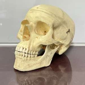 Life Size Anatomical Human Skull Replica Model Medical Dental Teaching Tool - Picture 1 of 7