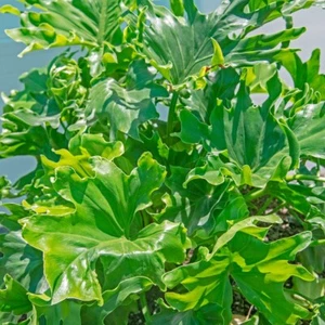 DWARF CUT LEAF PHILODENDRON 10 SEEDS PHILODENDRON LUNDII - Picture 1 of 6