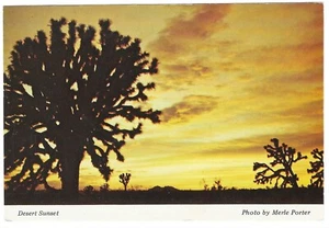 Vintage California Chrome Postcard Desert Sunset Cactus Trees - Picture 1 of 2