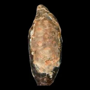 Cono de pino fósil 1,5 Equicalastrobus reemplazado por ágata Edad del Eoceno Semillas Frutas - Imagen 1 de 8