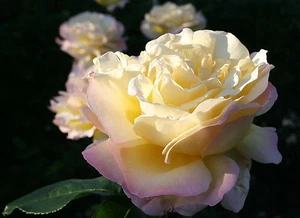 Rosa 'Gloria Dei' ® Rose Edelrose Teehybride Güteklasse A im Container - Bild 1 von 1