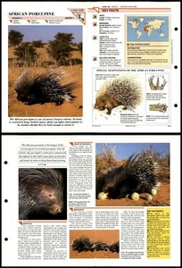 African Porcupine #106 Mammals Wildlife Fact File Fold-Out Card - Picture 1 of 1