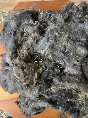 Icelandic fleece Really NICE, Raw unwashed, unskirted, 2.5  lbs - Image 1 of 4