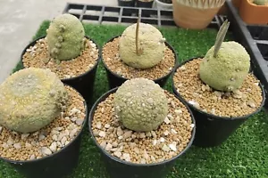 Certificado fitosanitario suculento planta grande Pseudolithos Migiurtinus - Imagen 1 de 6