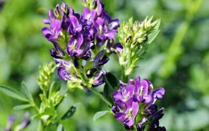 Erba Medica  Medicago sativa L. Semi La regina delle foraggere 1KG Biodiversità - Foto 1 di 3