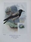Hooded Crow 1910 Vintage Bird Book Plate Print George Rankin 73