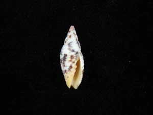 Muschel Neocancilla papilio 23,9mm ID#8849 - Bild 1 von 3