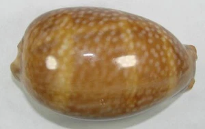 CYPRAEA CERVUS 91,46 mm HERMOSO ESPÉCIMEN de Key West, Florida - Imagen 1 de 4
