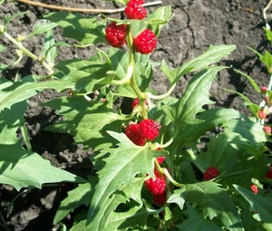 PALITOS DE FRESA DE ESPINACA Chenopodium Foliosum - 1.000 semillas a granel - Imagen 1 de 1