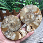 240g  1pairs of Split   Ammonite  Specimen Shell Healing Madagascar mt911