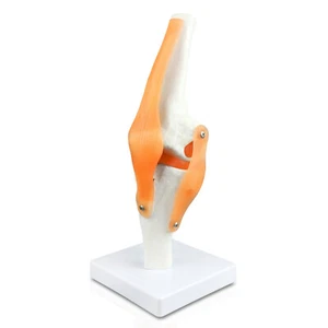Parco Scientific PB00022 Knee Joint Model , 4.5" Height, 4.5" Wide, 11" Length - Picture 1 of 7