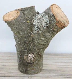 9" Red Oak Wood Log Chunk Carving Blank Crafts Live Edge Muti Crotch 3 1/2"D - Picture 1 of 15