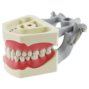 Dental Columbia 860 Style Typodont Model tipodonto columbia modello 32 pezzi denti - Foto 1 di 12