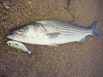 OC KUSTOM BAIT. BUNKER LURE “ORIGINAL OC SWIM BAIT” SARDINE GLIDE BAIT 2.25 oz. SLAY! 🔥