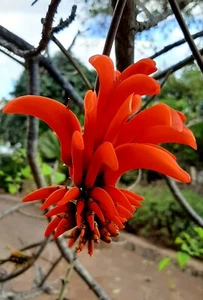 ARBOL CORAL para JOYERÍA ceibo erythrina caffra 10 semillas - seeds - Picture 1 of 3