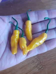 Yellow Submarine Chilli - 5 SEEDS. BUY 2 GET 1 FREE. Taste/smell of Bangla Naga - Picture 1 of 5