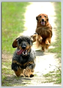 Cartolina standard a pelo filo bassotto razza cane canis lupus familiaris - Foto 1 di 2