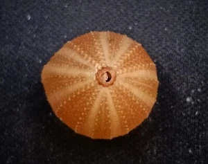Freak form holopneustes sea urchin. AUSTRALIAN Collectable sea shell #13201 - Bild 1 von 4