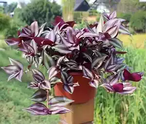 TRADESCANTIA ZEBRINA/WANDERING JEW CUTTINGS SUCCULENTS - Picture 1 of 6