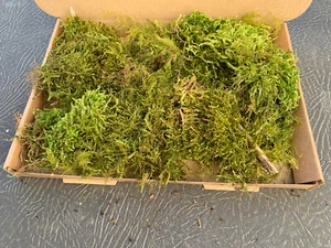 Lebendiges Sphagnum Moos frisch gepflückt auf Bestellung aus EXMOOR 1kg - Bild 1 von 1