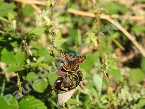 Butterfly Photo Picture In A4 Frame - Heath fritillary 2 - Picture 1 of 2