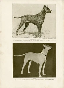 Dogge mit Namen Hunde Antik 1906 Sepia Seitendruck frühe Bilder - Bild 1 von 1