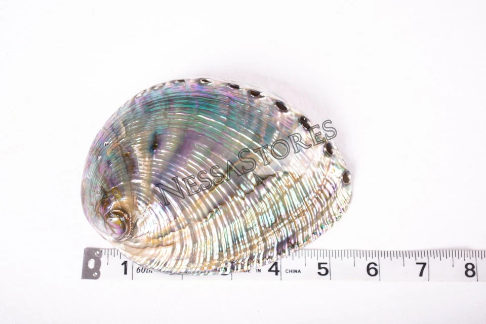 Green Abalone Sea Shell BOTH Side Polished Beach Craft 5" - 6" (1 pc) #JC-083 - Image 1 of 4