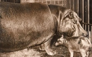 Geburt Nilpferd München Zoo Deutschland altes Foto 1955 - Bild 1 von 4