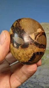Septarian Nodule whole polished Ovoid. 61mm x 51mm x 30mm. Supplied in box. - Picture 1 of 10