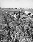 Farmers Digging Potatoes Near Tabor, circa 1930 Old Historic Photo
