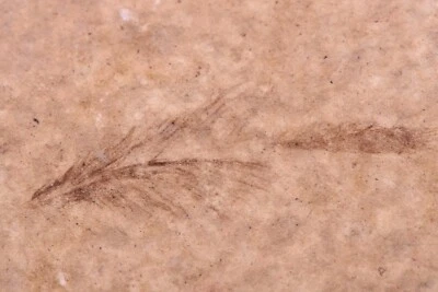 Rare Bird Feather 24mm Fossil Lake Green River Formation Wyoming WY COA 10818 - Image 1 of 4