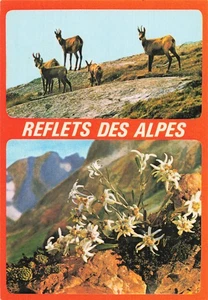 6 NICE CHAMOIS ET EDELWEISS DANS LES ALPES - Imagen 1 de 2