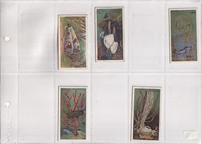 PLAYER'S - WONDERS OF THE DEEP - NO. 9  GLASS SPONGES - TYPE CARD - ISSUED 1904 - Image 1 of 2