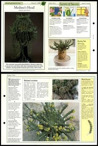 Medusa's Head #66 Cacti Success With House Plants 1990 Fold-Out Card - Picture 1 of 1