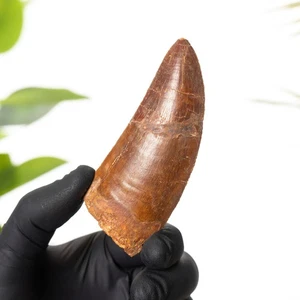 Fósil de diente de dinosaurio "tipo africano T. rex" de 3,59 pulgadas (Carcharodontosaurus sahar - Imagen 1 de 7