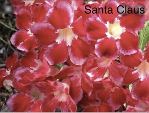 5 Red Santa Claus Single Desert Rose Seeds Adenium Obesum - Picture 1 of 1
